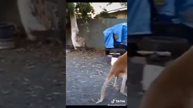 Кенгуру нападает на человека!🤣🦘🙅♂️🙎♂️ смотреть онлайн