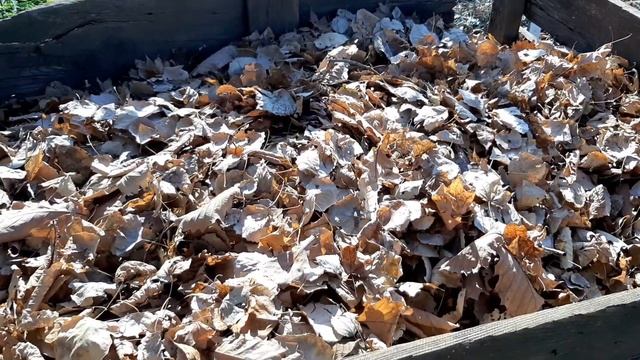 Укрываем растения на зиму| Засыпаем листьями смотреть онлайн