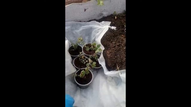 Голубика посадка, прикоп, укрытие. смотреть онлайн