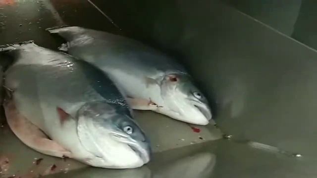 Производство Мурманского Лосося 8 смотреть онлайн