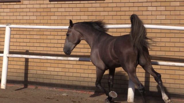 Первый Аш 2018 г.р. (Высокомерный - Публикация от Бора) ООО "Татарский конный завод № 57" смотреть онлайн