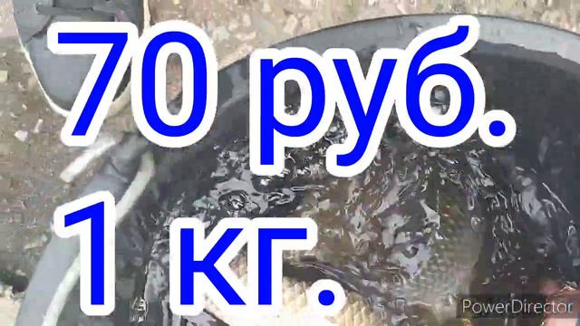 Свежая Рыба