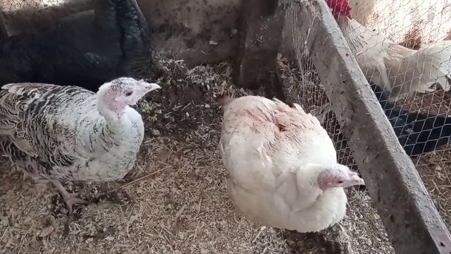 Индюшки начали нести яйца.Индюк подрал индюшку.