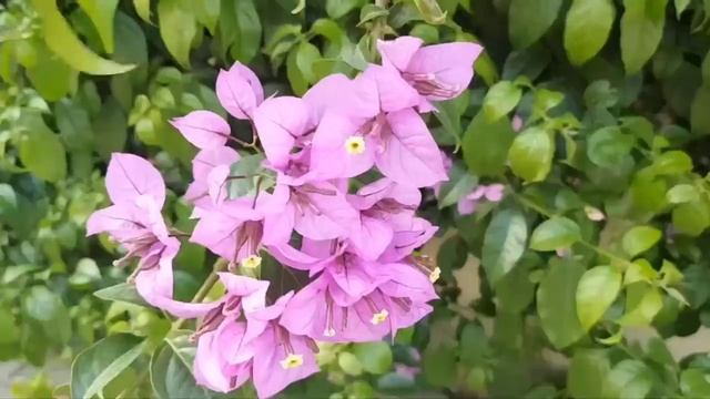 Сестра беременна уже третьим ребенком, но она считает, что обеспечивать ее и ее мужа-лентяя должна смотреть онлайн