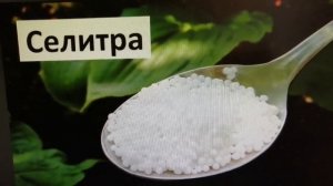 Аммиачная селитра, чем опасна для человека?!