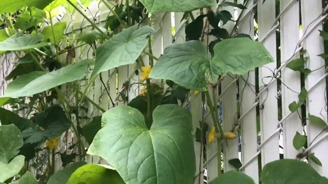 Как вырастить огурцы в мешках,возле дома или на балконе. смотреть онлайн