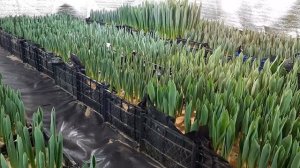 Топинг!!! Как избежать топинга при выгонке тюльпанов!