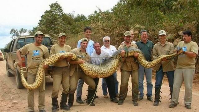 ТОП 10 САМЫЕ БОЛЬШИЕ ЖИВОТНЫЕ НА ПЛАНЕТЕ/BIGGEST animals on the planet TOP 10 смотреть онлайн