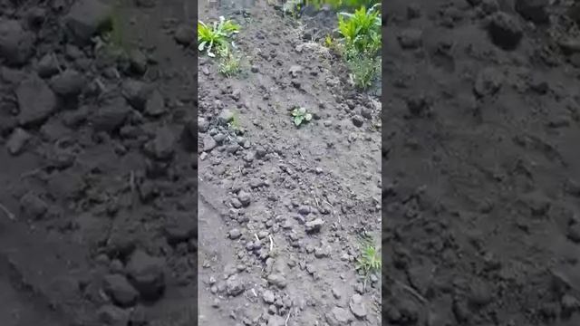 Что с ней делать? Взошла прошлогодняя картошка. смотреть онлайн