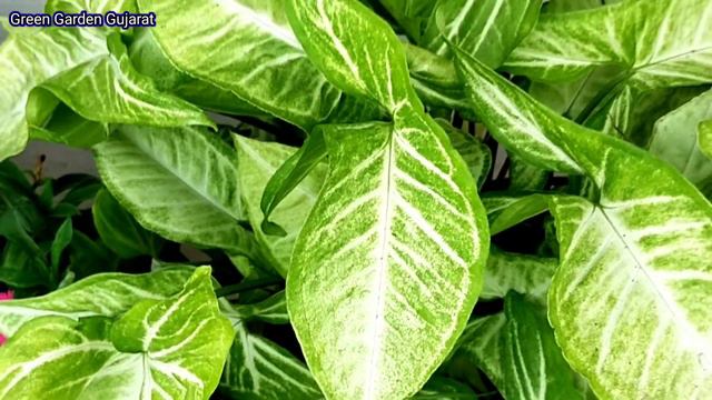 Syngonium Indoor Air Purified Plant||syngonium/arrow Head प्लांट की देखभाल||Green Garden Gujarat||