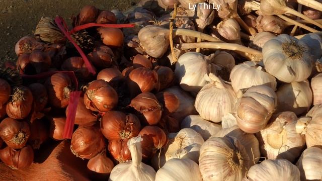 Harvesting Papaya Flowers Garden to sell, The worst thing happened to the dogs | Ly Thi Ly смотреть онлайн