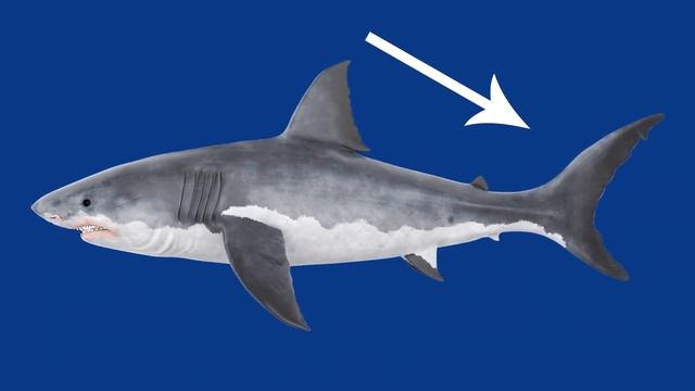Why Are Sharks Afraid of Dolphins??? смотреть онлайн