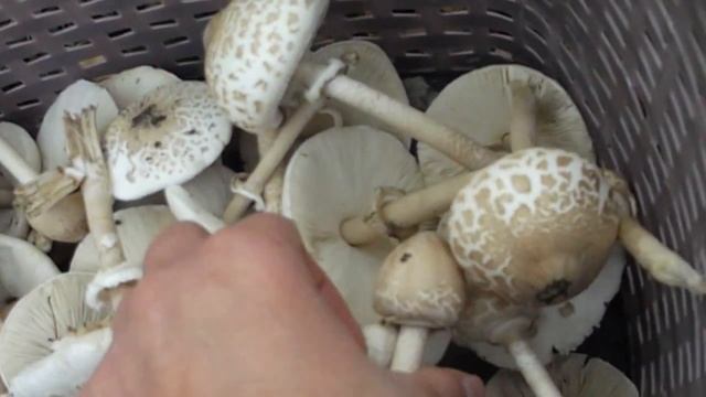 Секреты Рукоделия