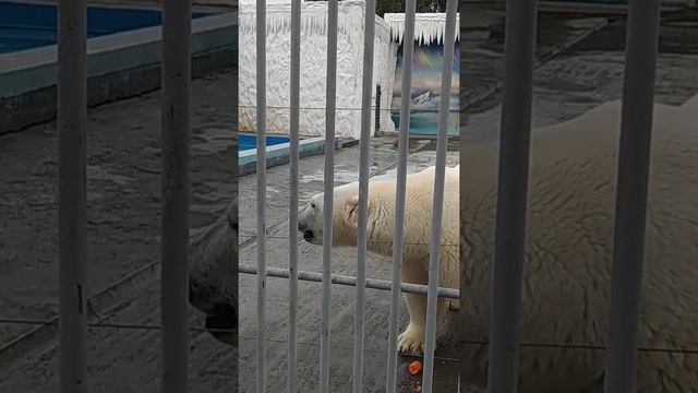 Пенза зоопарк белый медведь смотреть онлайн