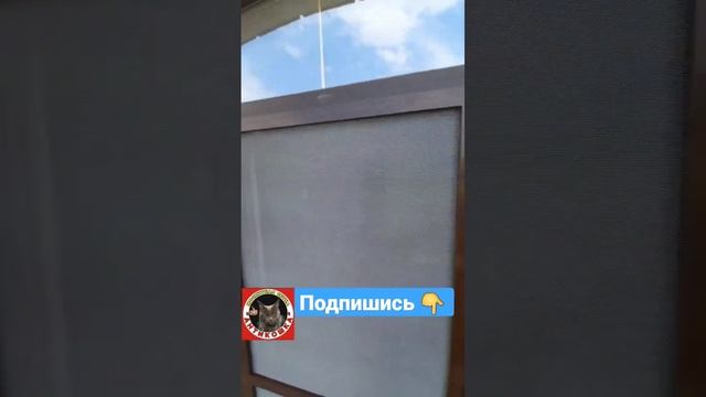 Изготовление москитных сеток Антикошка от выпадения из окон #антикоготь #краснодар #кошки #коты смотреть онлайн