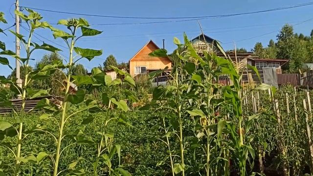 02 Подшивка свесов кровли Забор начало Катунь смотреть онлайн