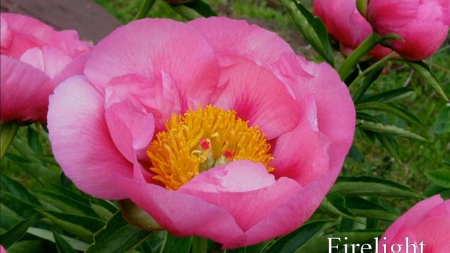 Ранние пионы. Сорта. Часть 1. смотреть онлайн