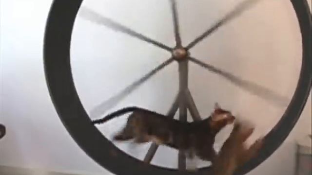 Bengal Cat Fighting For The Exercise Wheel