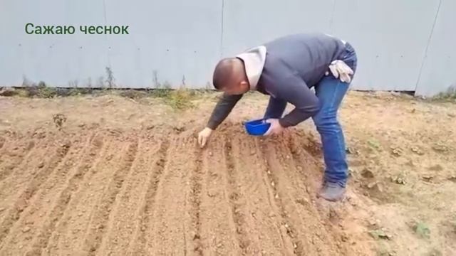 Как сажать чеснок! смотреть онлайн