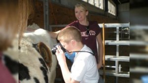 Коровы с дыркой в боку, зачем ?