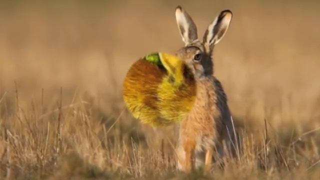 А.Блок "Зайчик" смотреть онлайн