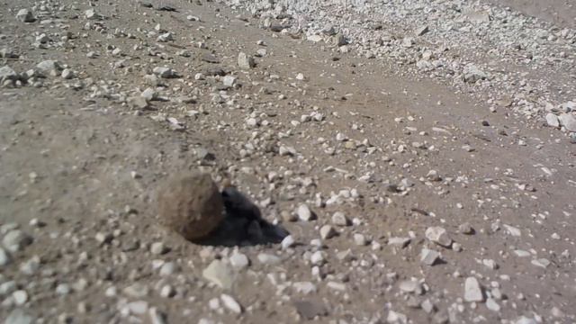 Жук скарабей