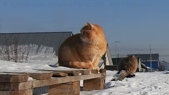 #1#Кошляндия Winter in Koshlandia Siberian Farm cats Деревенские кошки смотреть онлайн