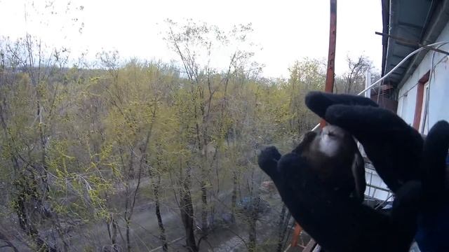 Cпасение стрижика смотреть онлайн