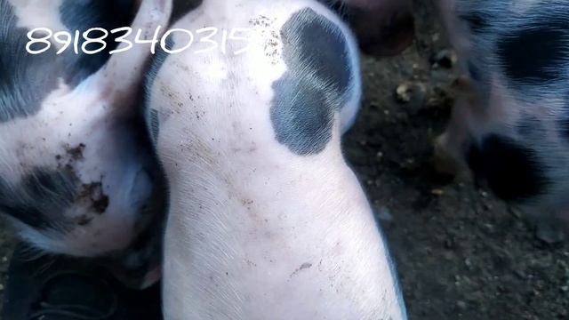 Порода свиней Терминал✅Поросята Пьетрен Терминал. смотреть онлайн