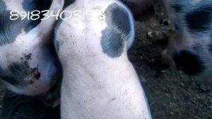 Порода свиней Терминал✅Поросята Пьетрен Терминал.