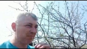 Эксперимент! Как привлечь пчёл, для опыления цветущих деревьев.