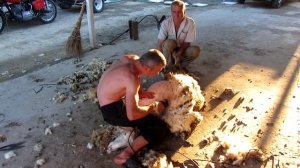 Стрижка баранов. Крым. Курское.