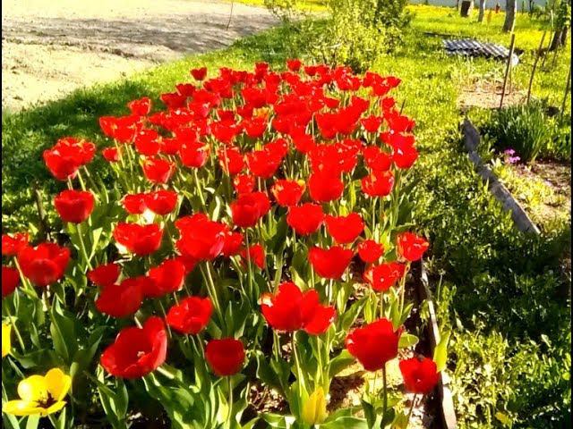 Вишнёвые выходные Крысиная смерть смотреть онлайн