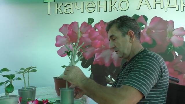 адениумы укоренение черенков.mp4