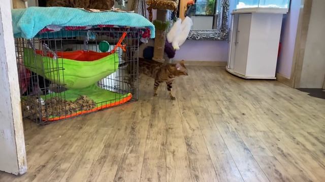 How do we bathe a dog in our house смотреть онлайн