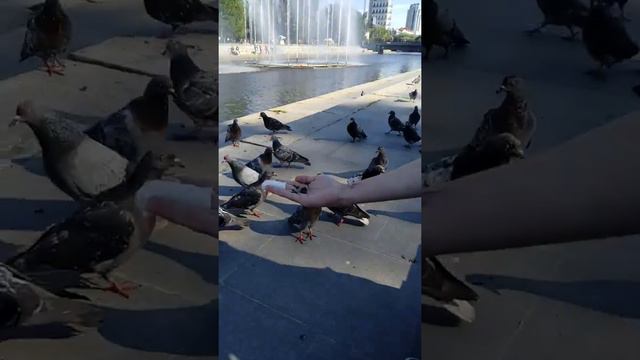 Оголодневшие голуби Екатеринбурга. Поездка в Екатеринбург. смотреть онлайн