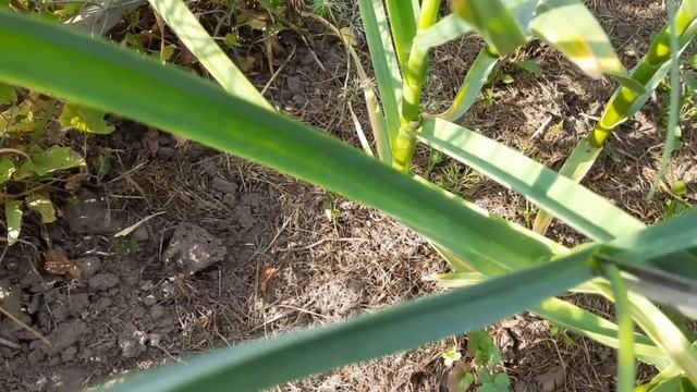 Удаление стрелок и подкормка чеснока для увеличения головки. смотреть онлайн