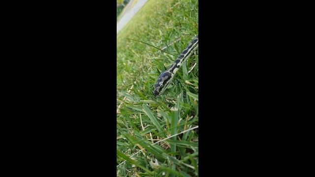 Morelia Imbricata pair.. just over 1yo warning of feeding Rats at end of video смотреть онлайн