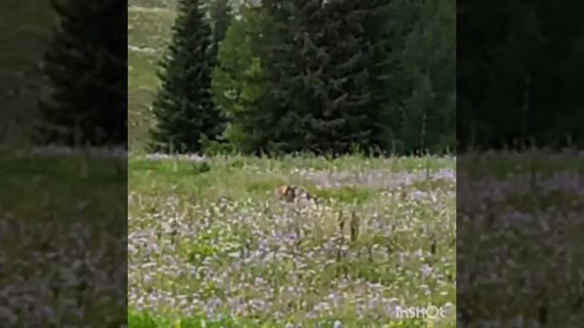 Волк,гончая,Башкаус,Горный Алтай. смотреть онлайн