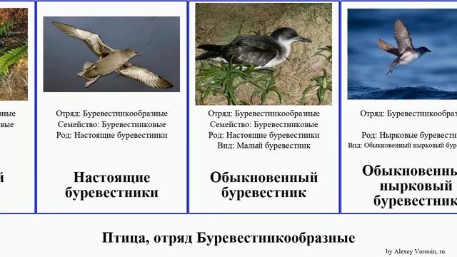 Птица, отряд Буревестникообразные тайфунник альбатрос качурка китовая птичка birds буревестники смотреть онлайн