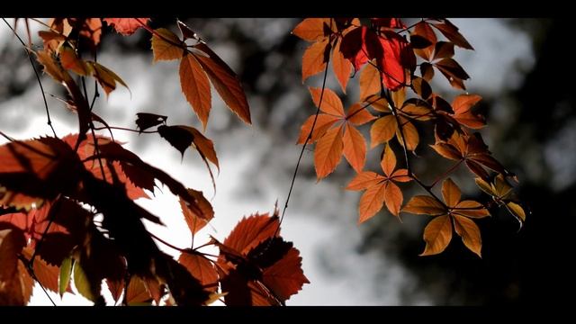 Супер-светосильный рефрактор Sky Rover 155 смотреть онлайн