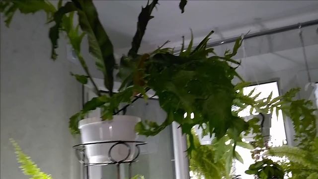 #Мои_комнатные_растения_2021 // #Мои_папоротники_переехали_в_кухню смотреть онлайн