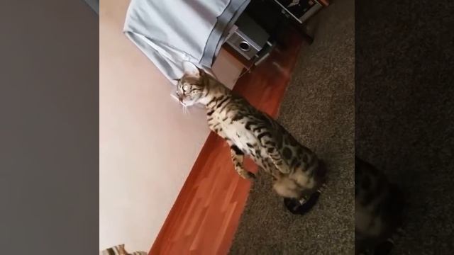 Бенгал стоит на задних лапах Бенгальский суслик