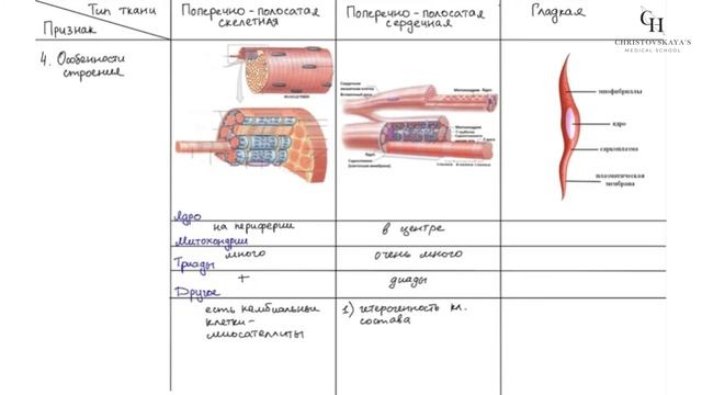 Классификация и сравнение мышечных тканей | Гистология смотреть онлайн