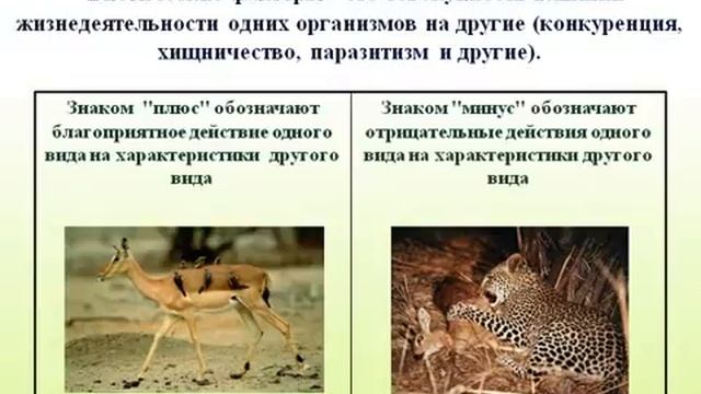 Среда обитания организмов и ее факторы.AVI смотреть онлайн