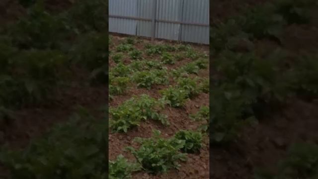 Белый Голубь на даче смотреть онлайн