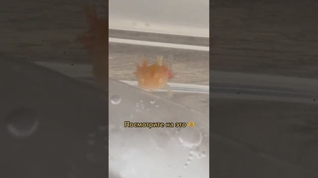 Маленький аксолотль ? #аксолотль #axolotl смотреть онлайн