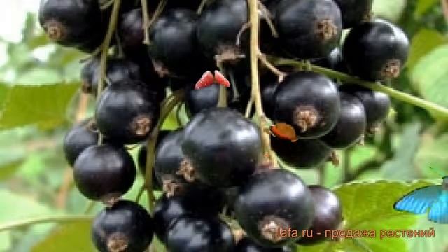 Смородина черная Велой (Ленинградская сладкая) ? обзор: как сажать, саженцы смородины смотреть онлайн