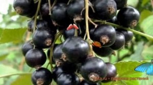 Смородина черная Велой (Ленинградская сладкая) ? обзор: как сажать, саженцы смородины
