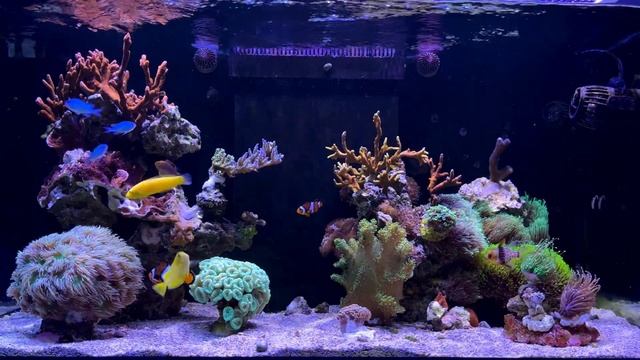 #35 ?I po Euphylli , Wirki i kuracja od reef scorpionfish, #akwarium #akwarystyka akwarium morskie смотреть онлайн